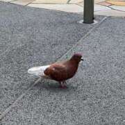 ヒメ日記 2025/02/20 09:44 投稿 きらら 泡の伝道師