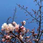 ヒメ日記 2025/03/14 08:14 投稿 きらら 泡の伝道師