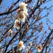 ヒメ日記 2025/03/17 20:14 投稿 きらら 泡の伝道師