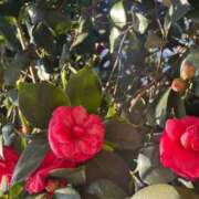 ヒメ日記 2025/03/21 09:14 投稿 きらら 泡の伝道師