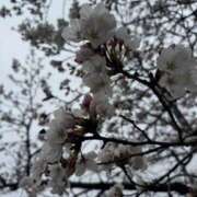 ヒメ日記 2025/04/01 08:04 投稿 きらら 泡の伝道師