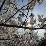 ヒメ日記 2025/04/02 10:05 投稿 きらら 泡の伝道師