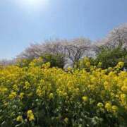 ヒメ日記 2025/04/18 17:04 投稿 きらら 泡の伝道師