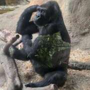 ヒメ日記 2025/04/25 09:04 投稿 きらら 泡の伝道師