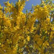 ヒメ日記 2025/04/28 10:04 投稿 きらら 泡の伝道師