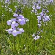 ヒメ日記 2025/04/30 09:14 投稿 きらら 泡の伝道師