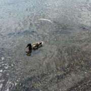 ヒメ日記 2025/06/21 10:14 投稿 きらら 泡の伝道師