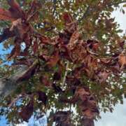 ヒメ日記 2025/10/23 09:14 投稿 きらら 泡の伝道師