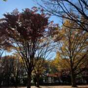 ヒメ日記 2025/11/21 19:54 投稿 きらら 泡の伝道師