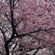 ヒメ日記 2026/03/11 15:14 投稿 きらら 泡の伝道師