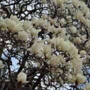 ヒメ日記 2026/03/16 09:40 投稿 きらら 泡の伝道師