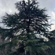 ヒメ日記 2026/03/23 09:14 投稿 きらら 泡の伝道師