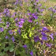 ヒメ日記 2026/03/27 09:44 投稿 きらら 泡の伝道師