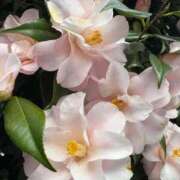 ヒメ日記 2026/03/27 17:14 投稿 きらら 泡の伝道師