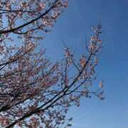 ヒメ日記 2026/03/30 09:14 投稿 きらら 泡の伝道師