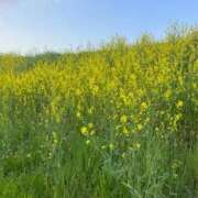 ヒメ日記 2026/04/03 09:44 投稿 きらら 泡の伝道師