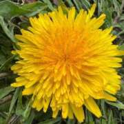 ヒメ日記 2026/04/06 10:16 投稿 きらら 泡の伝道師