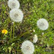 ヒメ日記 2026/04/23 09:04 投稿 きらら 泡の伝道師