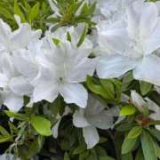 ヒメ日記 2026/04/24 09:14 投稿 きらら 泡の伝道師