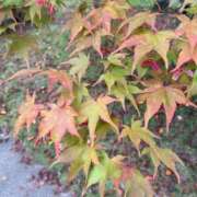 ヒメ日記 2026/10/02 08:44 投稿 きらら 泡の伝道師
