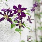 ヒメ日記 2026/03/03 11:57 投稿 ひばな リッチドールフェミニン