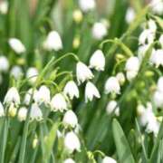 ヒメ日記 2026/03/23 10:57 投稿 ひばな リッチドールフェミニン