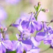 ヒメ日記 2026/03/26 12:31 投稿 ひばな リッチドールフェミニン