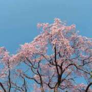 ヒメ日記 2026/04/08 10:42 投稿 穂波　つくし メイドin西川口（埼玉ハレ系）