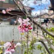 ヒメ日記 2026/03/13 19:01 投稿 石田ひかり 紫苑-shion-