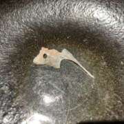 ヒメ日記 2025/06/29 10:36 投稿 ♪ちえみ 水色りぼん