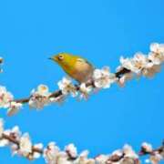 ヒメ日記 2025/01/14 14:31 投稿 こずえ 完熟ばなな 上野店