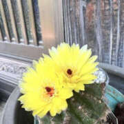 影山ゆか ありがとうございます 華女(かのじょ) 松山店