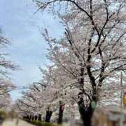 ヒメ日記 2025/04/18 15:05 投稿 さとみ ごほうびSPA神戸店