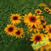 ヒメ日記 2025/08/09 11:25 投稿 はるひ ギン妻パラダイス 堺東店