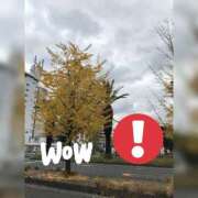 ヒメ日記 2025/11/26 13:10 投稿 はるひ ギン妻パラダイス 堺東店