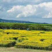 ヒメ日記 2025/09/07 12:48 投稿 うに 熟女の風俗最終章 仙台店