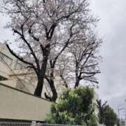 ヒメ日記 2025/04/02 13:31 投稿 真中まなみ セレブショップ新宿（東京ハレ系）