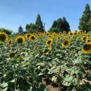 ヒメ日記 2025/08/09 15:13 投稿 みか 梅田アバンチュール