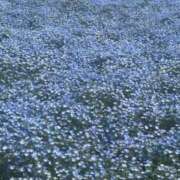 ヒメ日記 2025/05/05 04:05 投稿 宮野しほ 五反田 必要以上のエステ（シンデレラグループ）