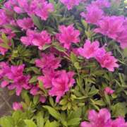 ヒメ日記 2025/04/27 16:24 投稿 かな モアグループ川越人妻花壇