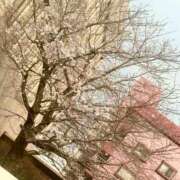 ヒメ日記 2025/03/24 19:26 投稿 いぶき Picasso(ピカソ)