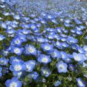 ヒメ日記 2025/03/22 19:59 投稿 あこ 奥様さくら日本橋店