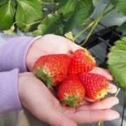 ヒメ日記 2025/04/02 11:39 投稿 あこ 奥様さくら日本橋店