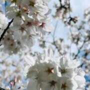 ヒメ日記 2025/04/05 20:42 投稿 あこ 奥様さくら日本橋店