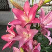 ヒメ日記 2025/06/17 21:20 投稿 あきよ 奥様特急新潟店