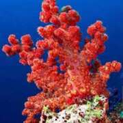 ヒメ日記 2025/03/05 14:53 投稿 神田 京香【人妻】 ROYAL STAR