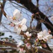 ヒメ日記 2025/03/26 11:39 投稿 神田 京香【人妻】 ROYAL STAR