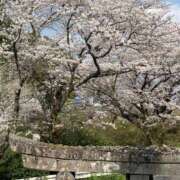 ヒメ日記 2025/03/29 10:21 投稿 神田 京香【人妻】 ROYAL STAR