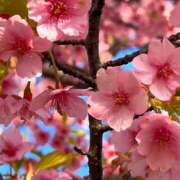 ヒメ日記 2025/04/02 17:24 投稿 神田 京香【人妻】 ROYAL STAR