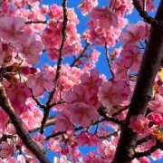 ヒメ日記 2025/04/03 14:47 投稿 神田 京香【人妻】 ROYAL STAR